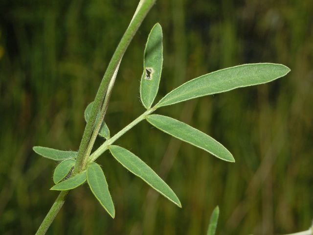 Anthyllis vulneraria / Vulneraria comune